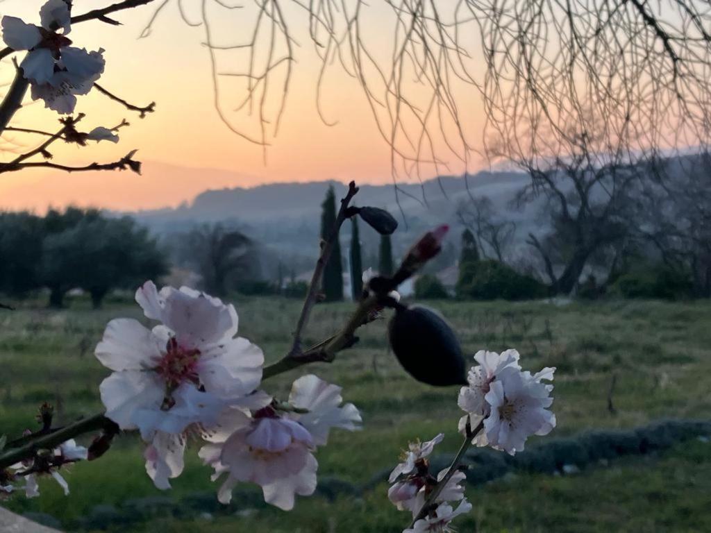 לינה וארוחת בוקר Visan Gite Belle Vue מראה חיצוני תמונה